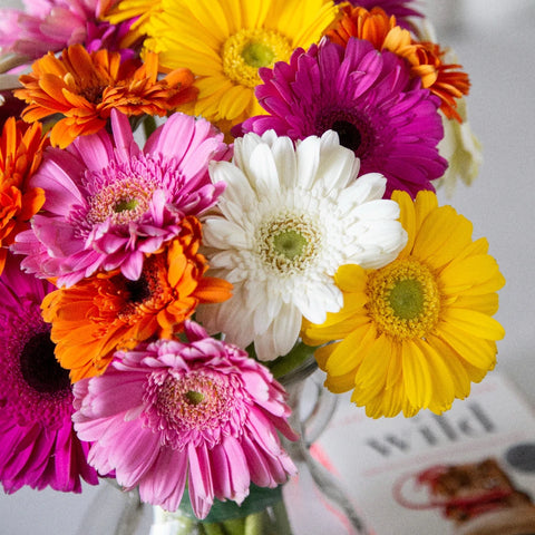 Mothers Day Gerber Daisy Flowers Close Up - Image