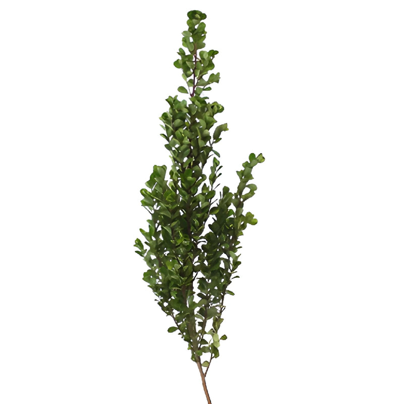 Myrtle Greenery