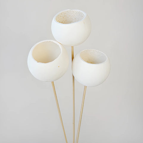 Natural Dried Bell Cup Pods