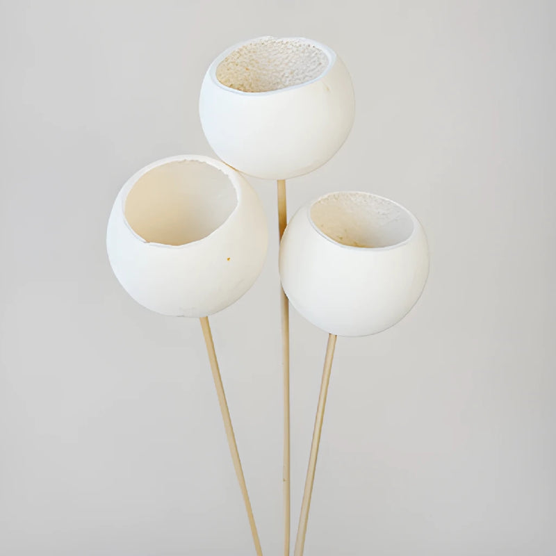 Natural Dried Bell Cup Pods