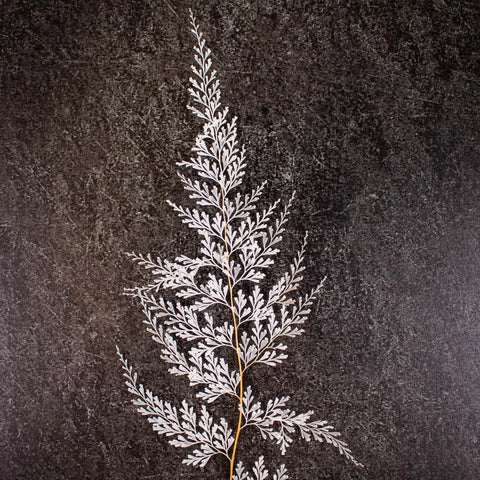 Dried Bleached Lace Fern Up Close