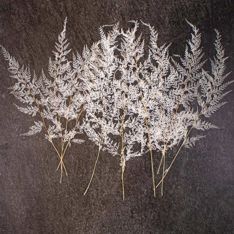 Dried Bleached Lace Fern Up Close Bundle