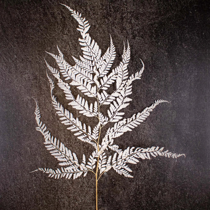 Dried Bleached Mini Fern Stem