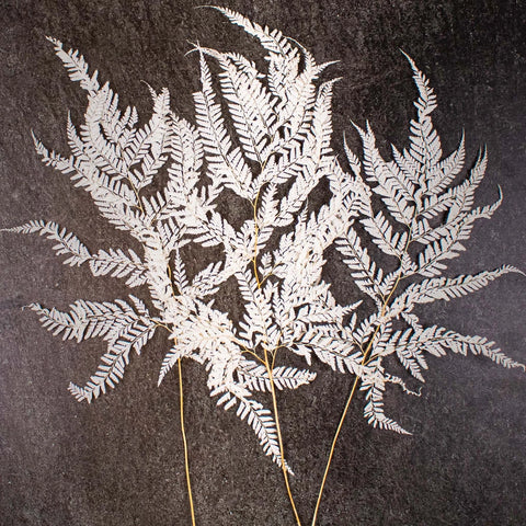 Dried Bleached Mini Fern Bunch