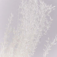 Dried Bleached Miscanthus Flower Up Close