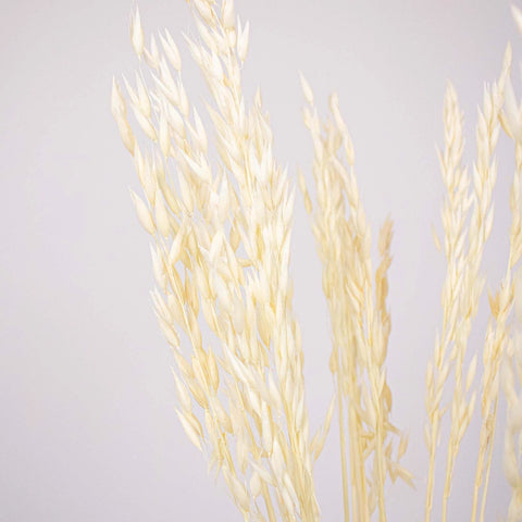 Bleached Dried Oats Flower Up Close
