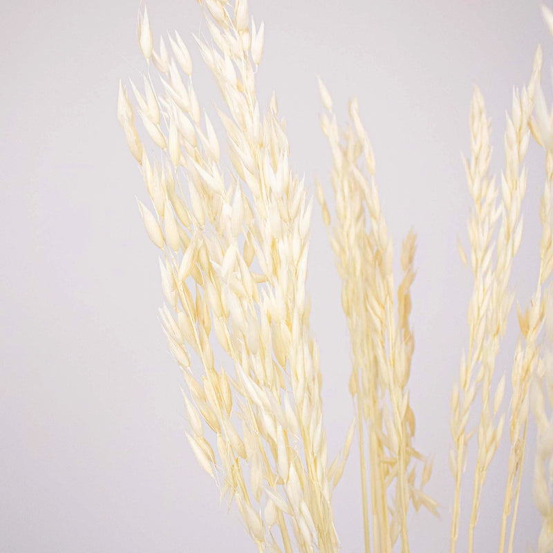 Bleached Dried Oats Flower Up Close