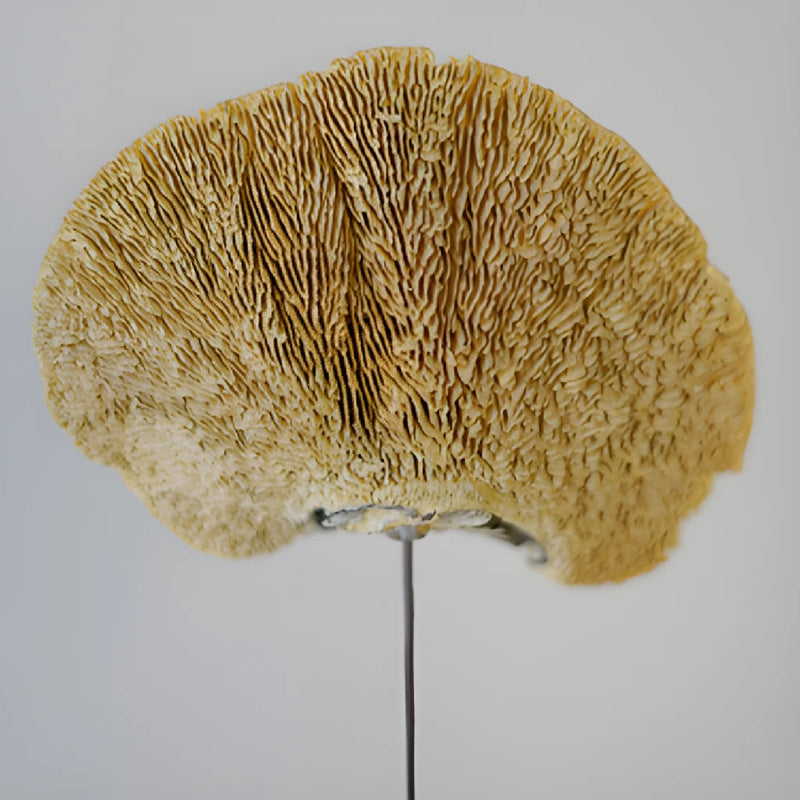 Natural Dried Shelf Mushroom