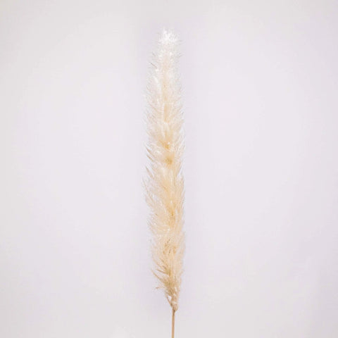 Dried Bleached Tail Reed Flower Stem