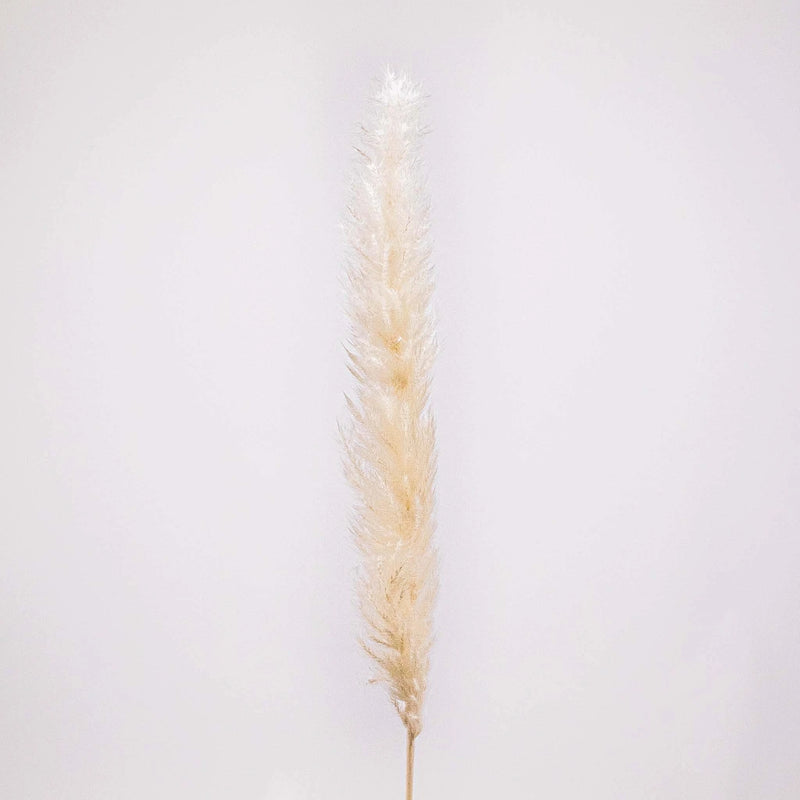 Dried Bleached Tail Reed Flower Stem