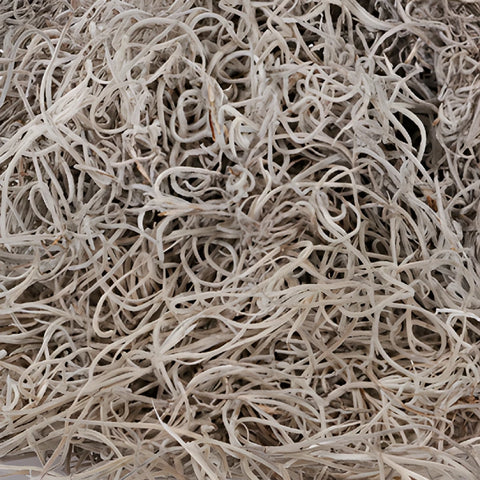 Natural Fresh Spanish Moss