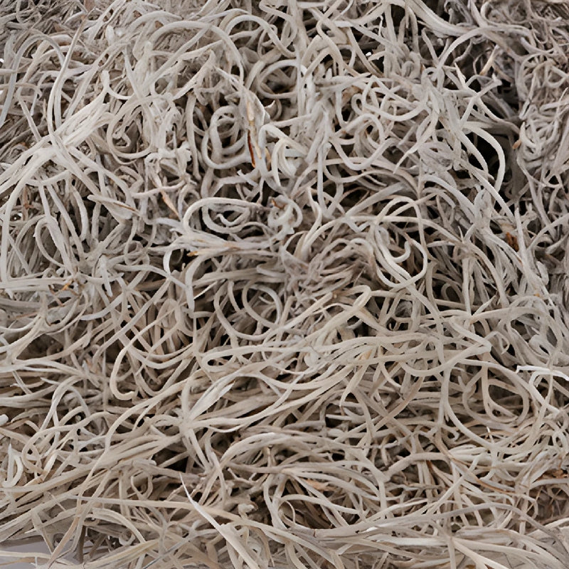Natural Fresh Spanish Moss