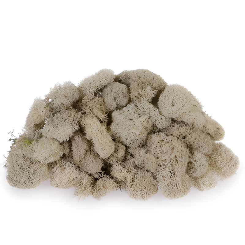 Natural Reindeer Moss
