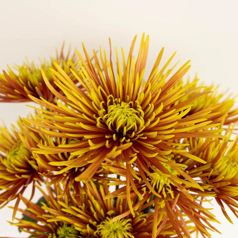Neon Yellow Spider Mum Flowers Close Up - Image