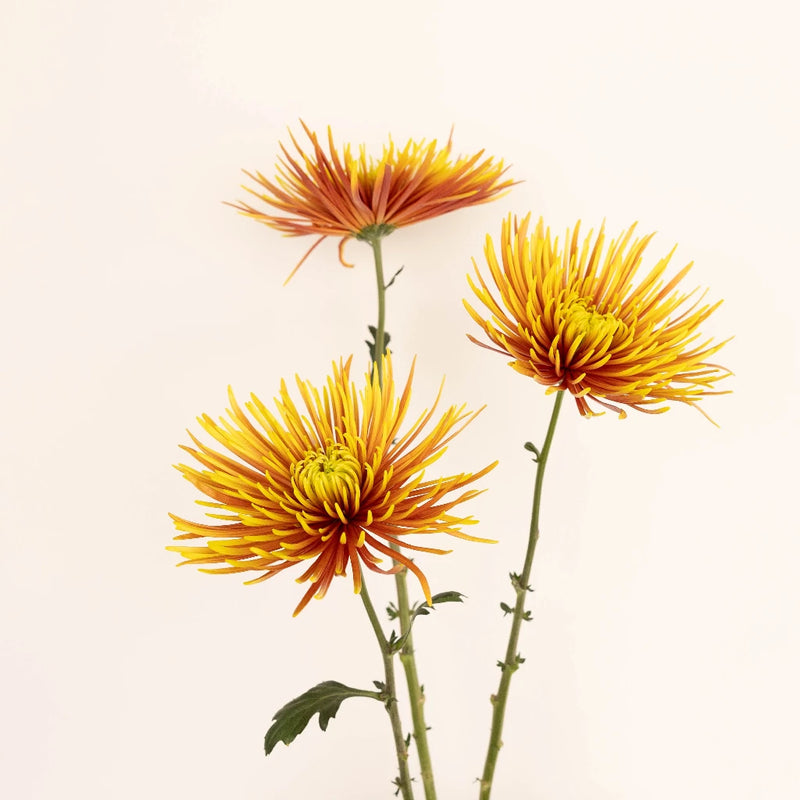 Neon Yellow Spider Mum Flowers Stem - Image