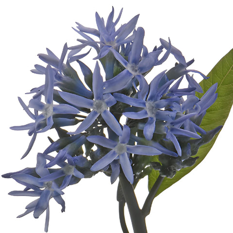 Night Sky Amsonia Blue Star Filler Flowers