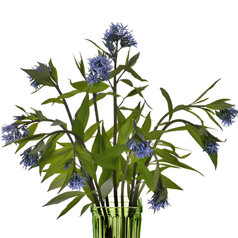 Night Sky Amsonia Blue Star Filler Flowers