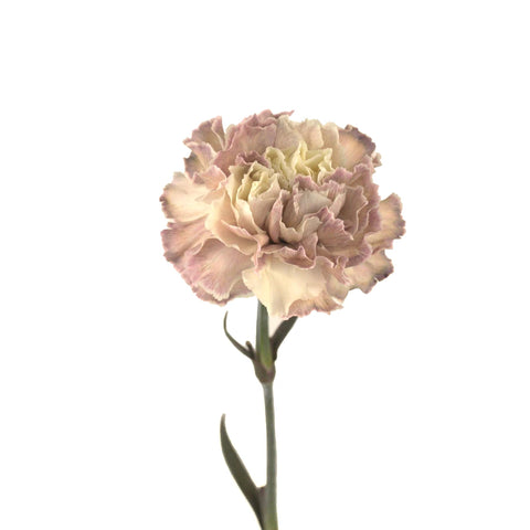 Peach Stem - Image