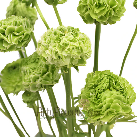 Novelty Green Ranunculus Flower