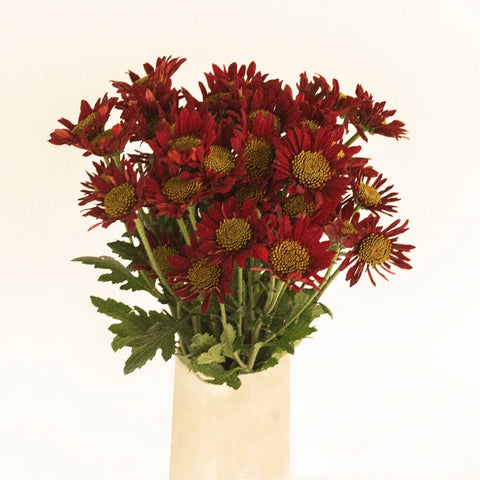Old Maroon Giant Eye Daisy Vase - Image