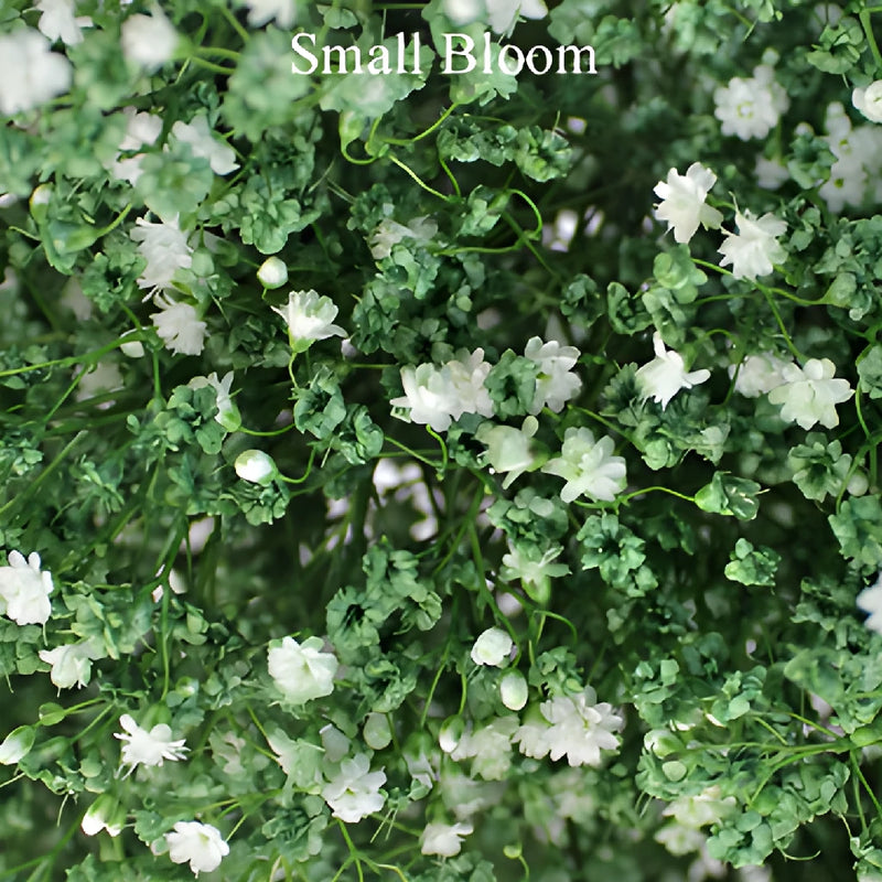 Olive Green Tinted Baby's Breath Flower