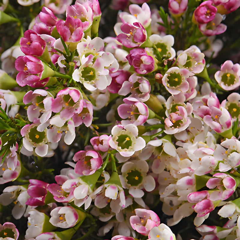 Berries & Cream Wax Flowers