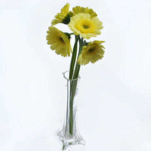 Ophir Yellow Mini Gerber Daisies