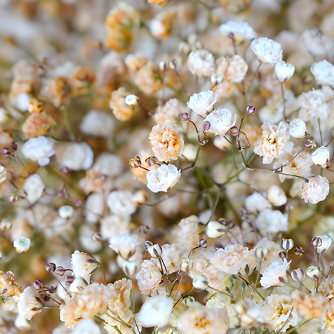 Orange Airbrushed Baby's Breath Flower