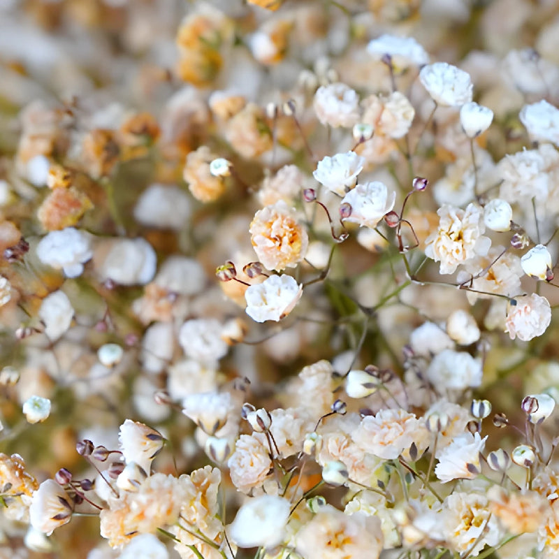 Orange Airbrushed Baby's Breath Flower