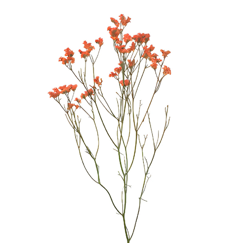 Orange Airbrushed Limonium Flowers