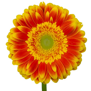 Gerbera Daisy Wannabe Orange and Yellow Wholesale Flower Up close
