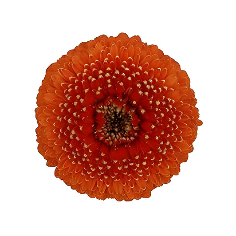 Orange Bulk Gerrondo Gerbera Daisies
