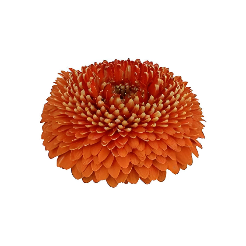 Orange Bulk Gerrondo Gerbera Daisies