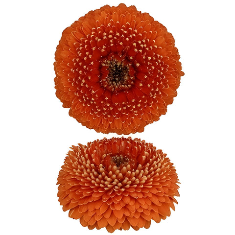 Orange Bulk Gerrondo Gerbera Daisies