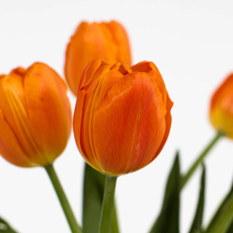 Jimmy Orange Tulips Wholesale Flower Up close