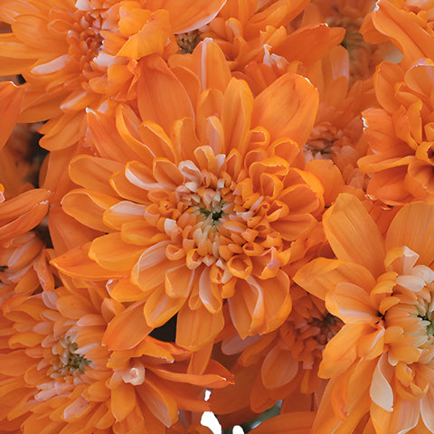 Orange Cushion Bulk Tinted Flower
