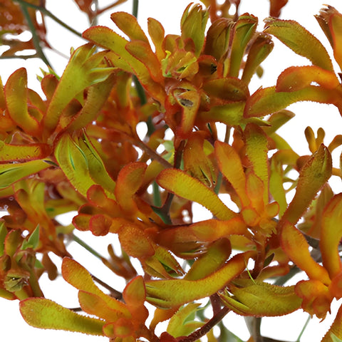 Orange Designer Kangaroo Paw Flowers