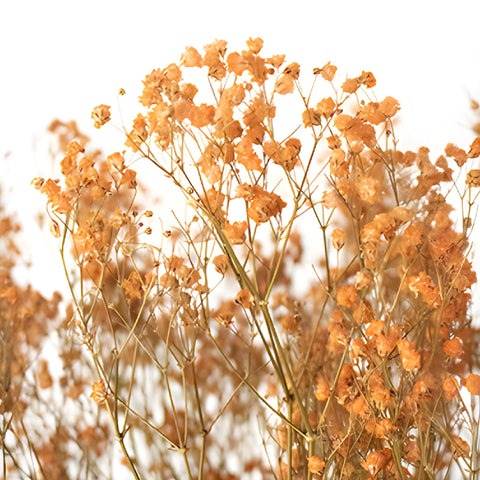 Orange Dried Baby's Breath Flower