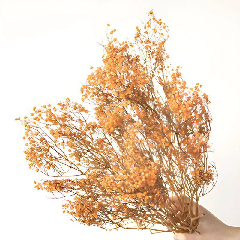Orange Dried Baby's Breath Flower