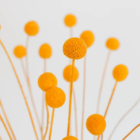 Orange Dried Craspedia Billy Ball Close Up - Image