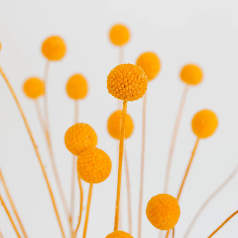 Orange Dried Craspedia Billy Ball Close Up - Image