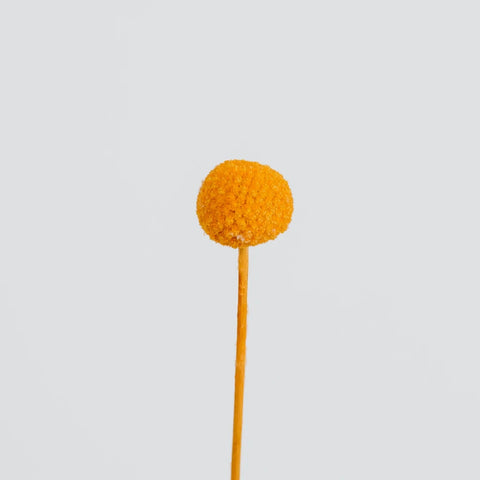 Orange Dried Craspedia Billy Ball Stem - Image