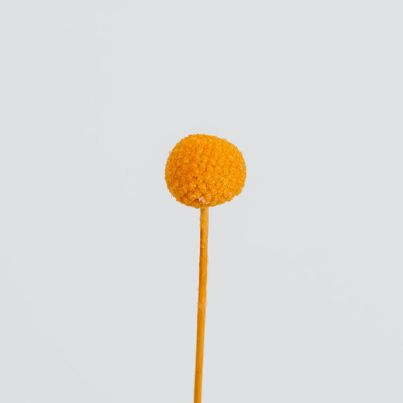 Orange Dried Craspedia Billy Ball Stem - Image