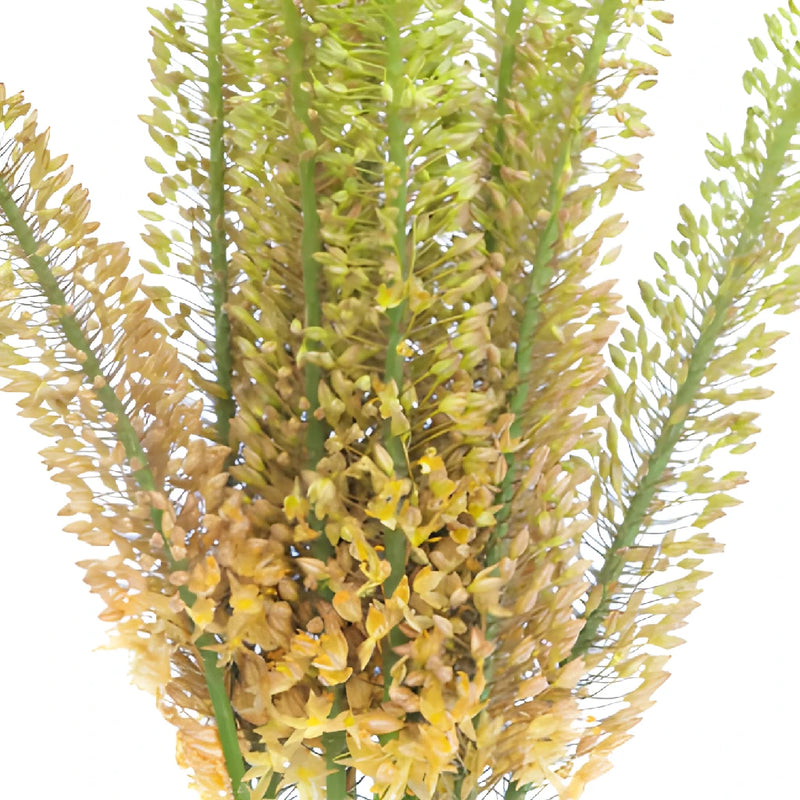Orange Eremurus Flowers