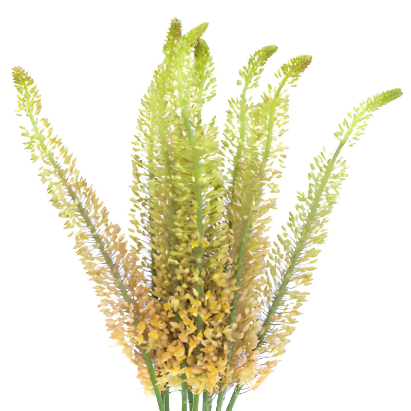 Orange Eremurus Flowers