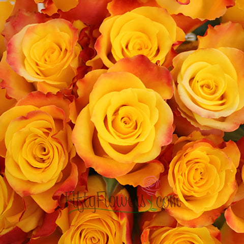 Orange Kissed Marie Claire Rose