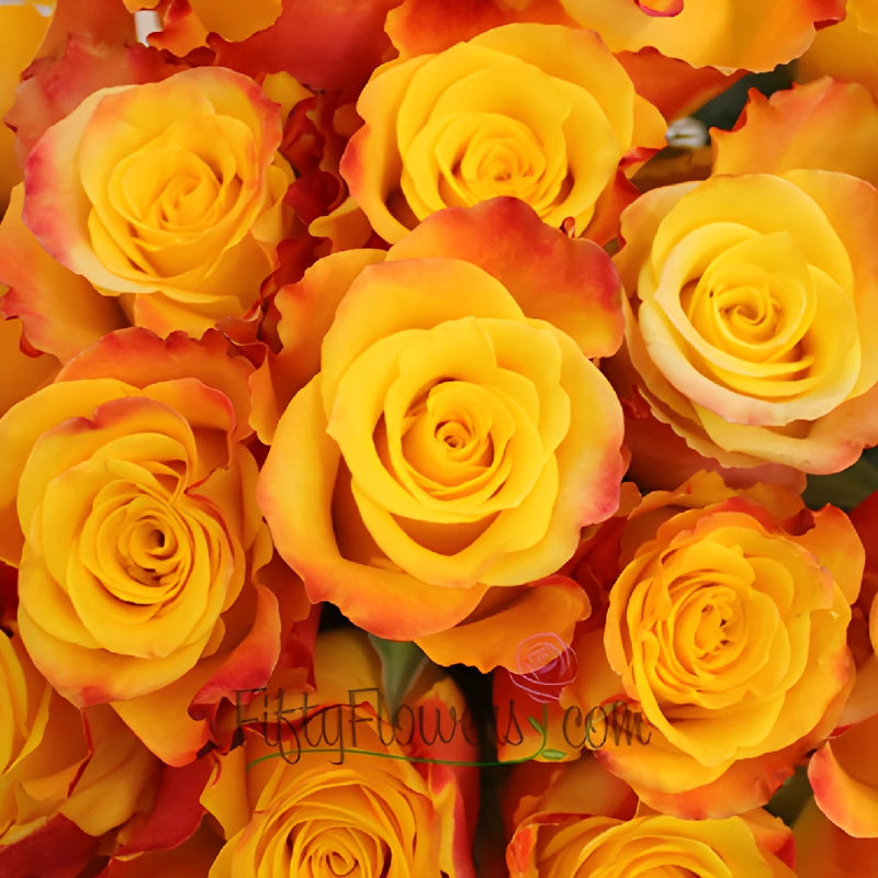 Orange Kissed Marie Claire Rose