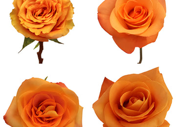 Orange Roses