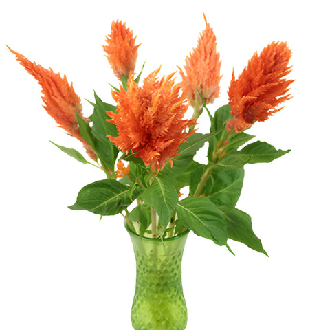 Orange Spark Feather Celosia Flowers