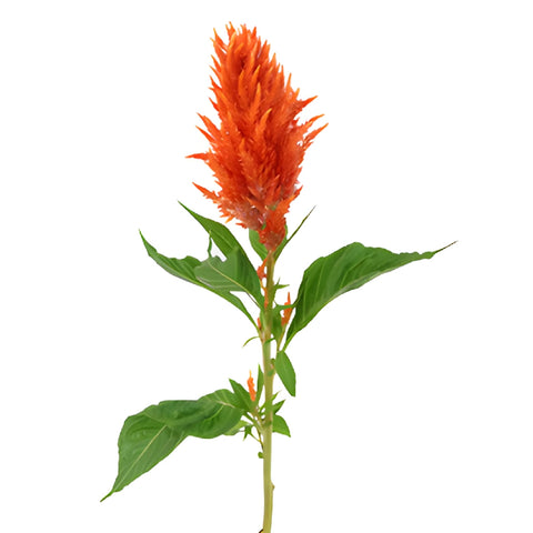 Orange Spark Feather Celosia Flowers